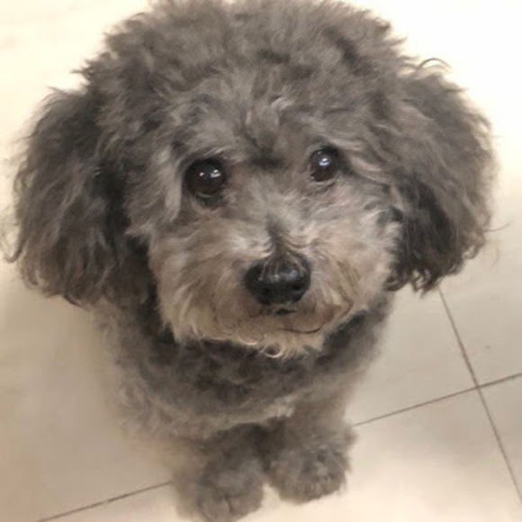 Meet your Posher, Jasmine - Picture 1 of 1